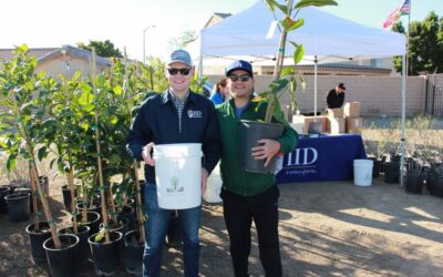 IID Launches Grant to Combat Heat and Beautify Communities with Trees