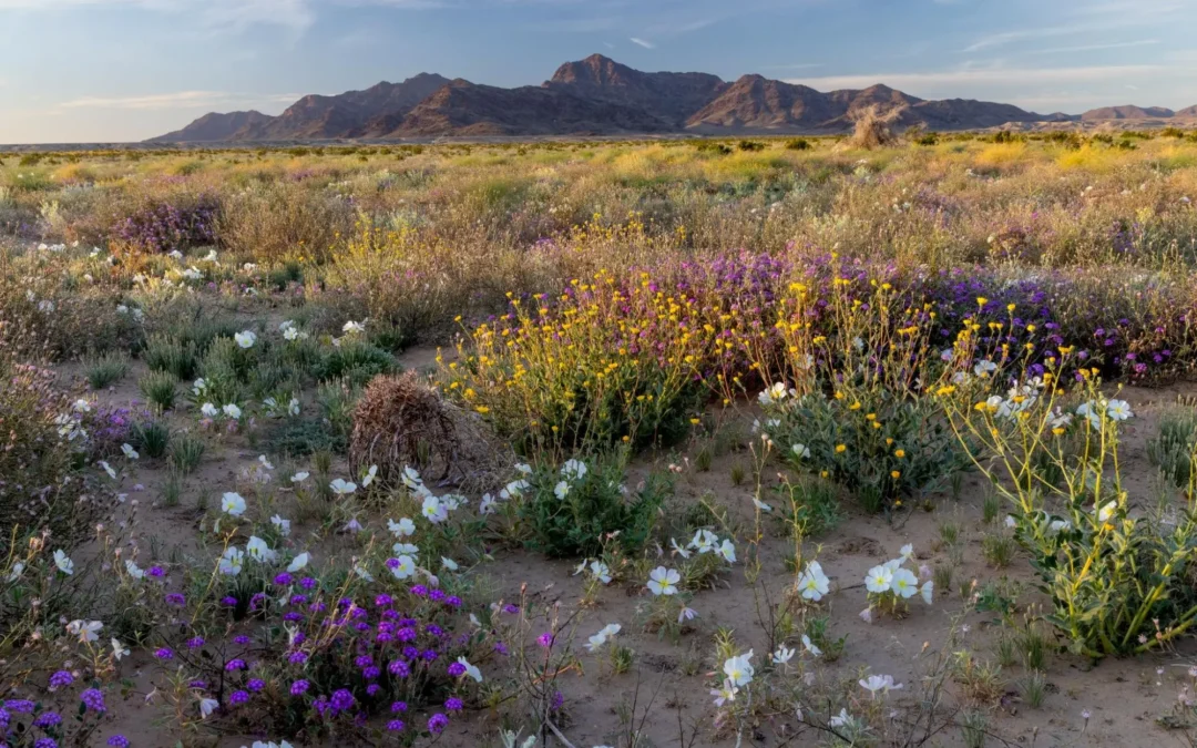 Chuckwalla National Monument Proposal Gains Momentum Amid Strong Public Support