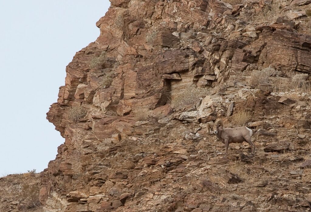 Agua Caliente Tribe - bighorn image