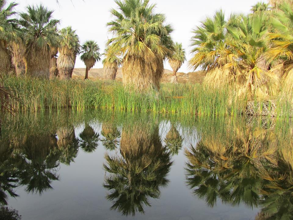 Conservancy - Thousand Palms Oasis